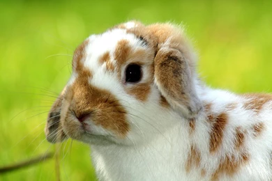 Animal Desktop Wallpapers