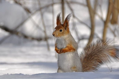 Animated Animals Wallpapers   4875