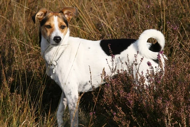 Cute Dog On The Field Wallpapers 25539