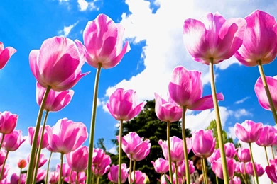 Tulip Flower Desktop Wallpapers