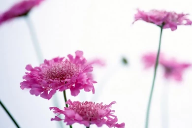 Flower Desktop Backgrounds   Wallpapers HD Base