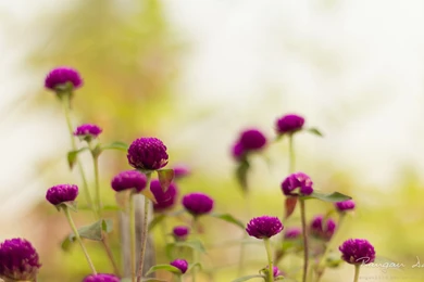 Flowers Wallpapers   Page 5   HD Wallpapers