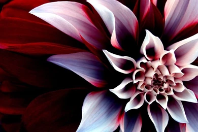 Free Desktop Wallpapers Flowers   HD Wallpapers And Pictures