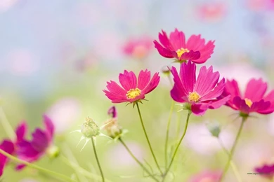 Flowers desktop wallpapers.jpg