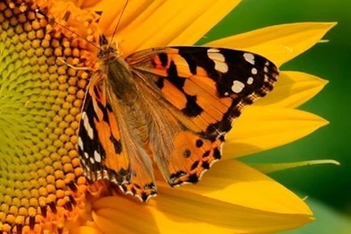 Sunflower iPhone HD Backgrounds Attachment 10195   HD Wallpapers Site