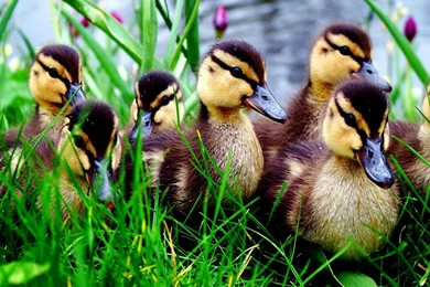 Mallard Duck Desktop Wallpaper, Mallard Duck Images, New Wallpapers