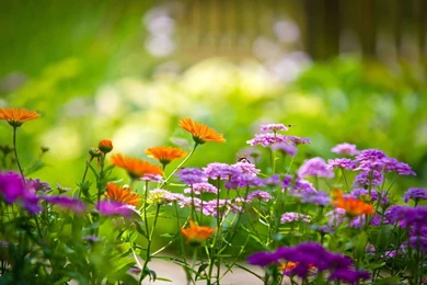 Free Screen Wallpapers   Dual Screen Wallpapers Free Due To Screen ...