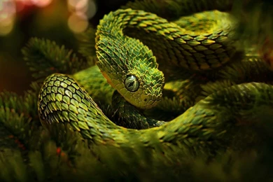 Bush Viper HD Wallpapers, Bush Viper Images, New Wallpapers