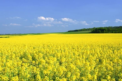 Free Dual Screen Wallpapers 38501 Images