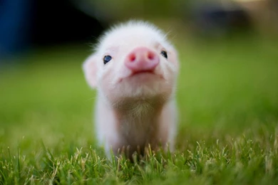 Cute Animal Desktop Backgrounds