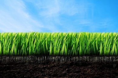 Download 2560x1440 Minecraft Grass Close Up Wallpapers