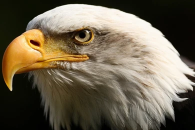 Desktop hd eagles live wallpaper.jpg