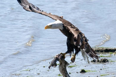 Flying Eagle Desktop Wallpaper, Flying Eagle Images