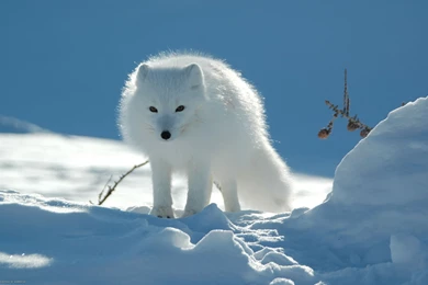 Winter Animal Desktop Wallpapers 3779   HD Wallpapers Site