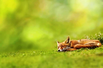 Fox Animal HD Wallpapers