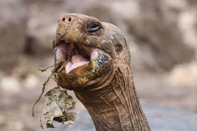 Animal 4k Desktop Backgrounds