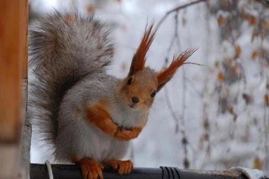 Winter Animal Desktop Wallpapers 3779   HD Wallpapers Site