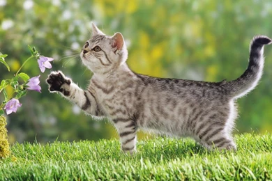 Cat_wallpaper_1280hd cat wallpapers