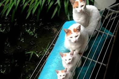 Free Wallpapers Cats Wallpapers Feline Quadruplets Family