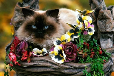 Cats Wallpapers   Cats Wallpapers (5194399)   Fanpop