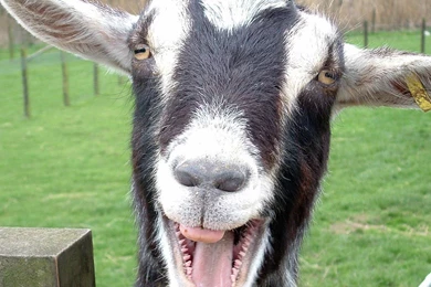 Moving Wallpapers For Desktop   Thumbgal