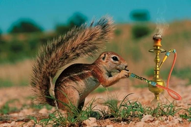 Wallpapers   Free Desktop Wallpapers, Wallpapers For FREE In High ...