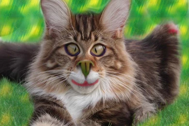 Funny Desktop Wallpapers FREE On Latoro.com