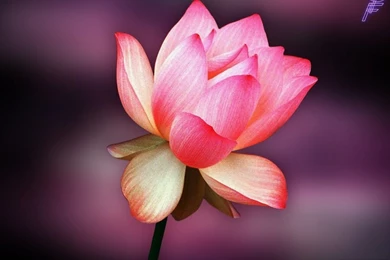 Rose Flower Hd Wallpapers Free Download   Desktop Backgrounds