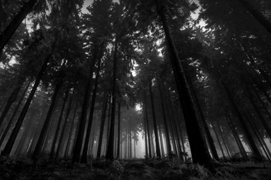 1280x1024 Wood Wallpapers HD, Desktop Backgrounds 1280x1024