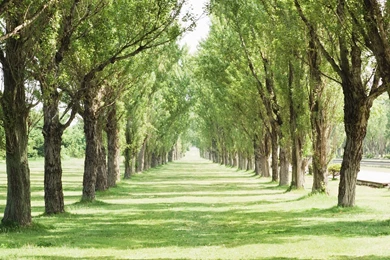 Green Garden Wallpapers   Wallpapers HD Base