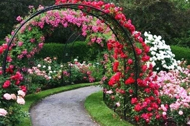 Rose Garden Top Wallpapers 8128 Hd Wallpapers