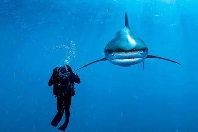 Deep Under The See Best HD Wallpapers For Computer Desktop!