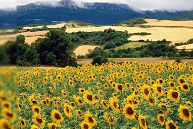 Top Summer Nature Desktop Background Images For Pinterest