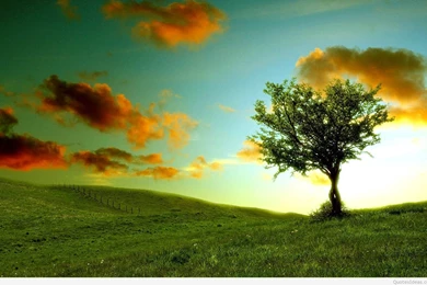 9564 summer nature desktop wallpaper.jpg