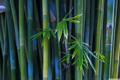 Bamboo HD Desktop Wallpapers : Widescreen : High Definition ...