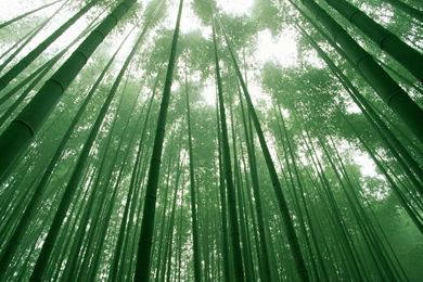 Bamboo Wallpapers HD
