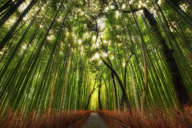 80 Bamboo HD Wallpapers