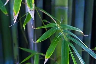 Bamboo Leaf Wallpapers – HD
