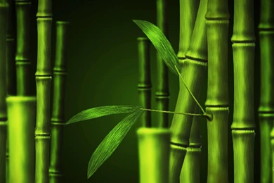 Green Bamboo Wallpapers >> Backgrounds With Quality HD