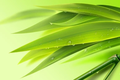 Green Bamboo Wallpapers >> Backgrounds With Quality HD