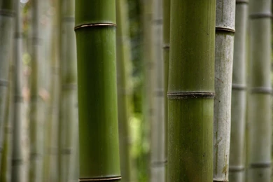 Bamboo Wallpapers HD (11)