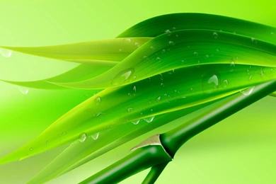 Bamboo Leaves Water Drops Wallpaper.jpg