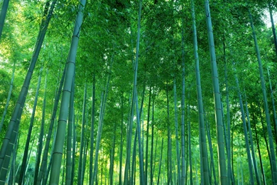 Bamboo Forest Bamboo Bamboosure Thing Boss Bamboo Forest Fresh New ...