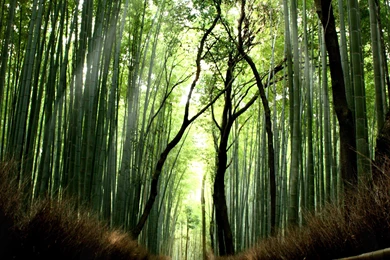Bamboo Wallpapers HD