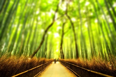 3160_blurry bamboo forest hd wallpaper.jpg