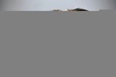 Nature Wallpapers   Animals, Dogs, Darkgray, Gainsboro