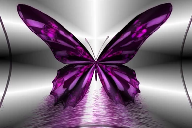 Amazing purple butterfly hd pc wallpaper.jpg