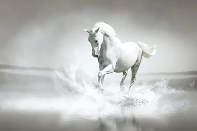 White Horse Background Images For Desktop Popomypics.com