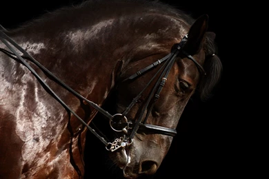 Horse Quotes With Black Background. QuotesGram