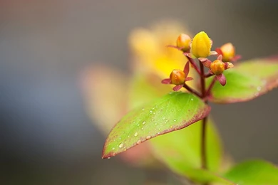 Top Ubuntu Desktop Wallpaper Images For Pinterest